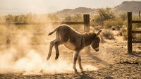 Donkey kicking in dust cloud on ranch with wooden fence and desert landscape, suitable for western themes and rural concepts.