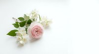 Delicate pink rose with white jasmine flowers on a white background, soft floral arrangement with copy space for wedding or greeting design.