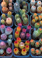 Collection of colorful miniature cacti in small pots with vibrant pink, orange, and yellow blooms, arranged in blue trays for home gardening or succulent displays.