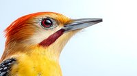 Close-up portrait of yellow and orange woodpecker head with distinctive red eye patch and long gray beak against white background, showing detailed feather texture.