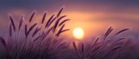 Silhouettes of wild grass swaying against dramatic purple sunset sky with glowing orange sun, creating atmospheric nature landscape for meditation and relaxation backgrounds.