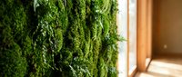 Living moss wall installation in modern interior space with natural sunlight creating sustainable green architecture for biophilic design applications.