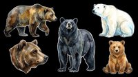 Watercolor bear collection featuring brown grizzly, black bear, polar bear, and bear head illustrations isolated on transparent background. Ready for t-shirt design, clipart, stickers, and print-on-demand products.