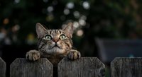 Adorable tabby kitten peeking over wooden fence with curious expression and bright eyes in outdoor garden setting for pet and animal content.