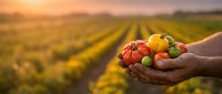 Farmer hands holding fresh colorful tomatoes at sunset in agricultural field. Organic farming harvest concept for healthy food production and sustainable agriculture.