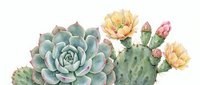 Watercolor succulent and cactus arrangement with blooming flowers on white background, isolated botanical illustration for home decor and design projects.