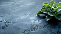 Green succulent plant on dark textured slate background with water drops, moody atmosphere and copy space for wellness, spa, and natural cosmetics.