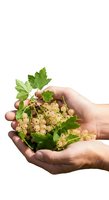 Hands holding fresh white currants with green leaves isolated on white background, ready for design use.