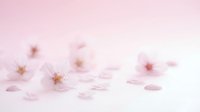 Delicate pink cherry blossoms and scattered petals on soft pink background creating dreamy spring atmosphere for romantic designs and seasonal content.