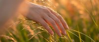 Hand gently touching golden wheat field at sunset with warm light creating peaceful agricultural moment for wellness and nature connection concepts.