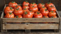 Fresh ripe red tomatoes arranged in rustic wooden crate, farm harvest produce on dark background, natural organic vegetables with green stems.