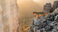 Colorful lizard perched on rocky cliff edge with misty valley landscape below, suitable for wildlife, nature, and reptile educational content.