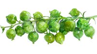 Fresh green Brussels sprouts on branch with leaves, watercolor style illustration on white background, isolated food ingredient for cooking design.