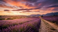 Lavender field rows stretching toward distant mountains under dramatic sunset sky with purple and orange clouds creating peaceful rural landscape scene.
