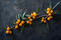 Fresh sea buckthorn branch with bright orange berries and green leaves on dark textured background, natural food photography composition.