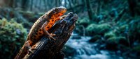 Orange and black spotted salamander resting on weathered tree bark in natural forest habitat with flowing water background for wildlife education.