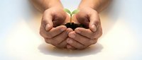 Hands gently protecting young green plant seedling growing from soil, symbolizing environmental care, growth, and nurturing life for sustainability concepts.
