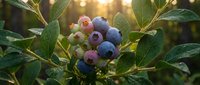 Fresh ripe blueberries growing on bush with green leaves in golden sunlight, organic fruit harvest ready for picking in summer garden.