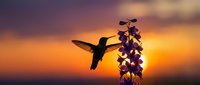 Hummingbird silhouette feeding on purple flowers against vibrant sunset sky. Nature wildlife scene with warm golden orange colors for peaceful designs.
