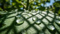 Close-up macro shot of fresh morning dew drops on green leaf surface with natural bokeh background for nature and environmental concepts.