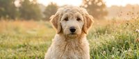 Adorable golden retriever puppy sitting in sunny meadow during golden hour with warm bokeh background for pet care and family lifestyle content.