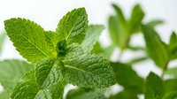 Fresh green mint leaves with detailed texture and natural lighting for culinary herbs cooking recipes and aromatherapy wellness applications.