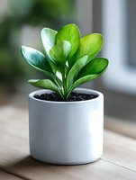 Small green plant with glossy rounded leaves growing in minimalist white ceramic pot on wooden surface, soft natural lighting creates peaceful atmosphere.
