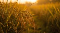 Golden rice grains in warm sunlight creating beautiful agricultural harvest scene with soft bokeh background for farming and food industry concepts.