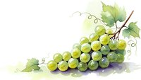Fresh green grapes cluster with vine leaves and tendrils on white background, isolated fruit element for wine industry and healthy food designs.