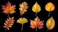 Autumn leaves collection isolated on transparent background, ready for t-shirt design, clipart, stickers, sublimation and print-on-demand projects.