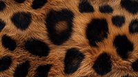 Detailed macro shot of natural leopard fur pattern showing black rosettes on orange-brown background. Authentic animal print texture for fashion and design projects.