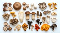 Assorted fresh and dried mushroom varieties including shiitake, oyster, chanterelle, morel and porcini arranged on white background for culinary use.