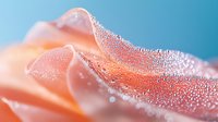 Delicate peach rose petal with morning dew drops in macro photography against soft blue background, showing intricate water droplet details and gentle curves.