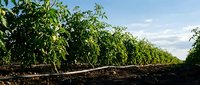Rows of young fruit trees growing in agricultural field under clear sky, suitable for farming, agriculture, and agribusiness projects.