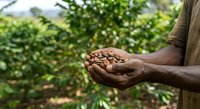 Farmer holding harvested cacao beans in hands with plantation in background, showcasing agricultural production and crop cultivation for food industry and farming concepts.