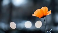 Orange poppy flower blooming against soft bokeh background with warm light circles creating dreamy atmospheric mood for nature photography and floral designs.