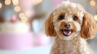 Smiling apricot toy poodle puppy with happy expression against soft pink and gold bokeh background, showing white teeth and friendly demeanor.