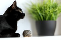 Black cat looking at crystal ball with green plant in background, mystical fortune telling concept captured in minimalist style against light backdrop.