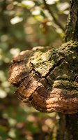 Close-up of textured tree bark with moss growth in natural forest setting with soft bokeh background for organic nature designs.