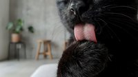 Black cat grooming another cat with pink tongue visible, close-up macro shot capturing feline bonding moment in cozy home interior.