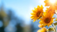 Vibrant yellow sunflowers bloom against soft blue bokeh background with warm sunlight streaming through petals, creating dreamy summer garden atmosphere.