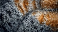 Detailed macro shot of calico cat fur texture showing natural pattern of orange, grey and white colors. Close up view reveals soft fluffy animal coat structure.