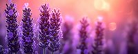 Purple lavender flowers blooming in soft pink sunset light with dreamy bokeh background creating peaceful aromatherapy and wellness atmosphere for spa relaxation.