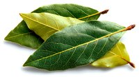 Fresh bay leaves with vibrant green color and visible veins on white background, aromatic herb for cooking and seasoning food.