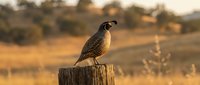 Quail bird perched on wooden post in golden grassland at sunset, wildlife photography for nature and outdoor design projects.