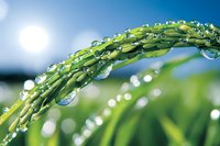 Fresh green rice plant with morning dew drops glistening in sunlight against blurred natural background, macro photography showing water droplets on grain stalk.