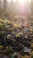 Young green seedlings sprouting from rich dark soil in warm sunlight with soft bokeh background for gardening and agriculture concepts.