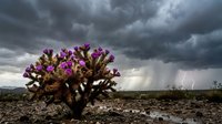 Cholla cactus with vibrant purple blooms against dramatic stormy sky in desert landscape. Lightning strikes in distance creating moody atmospheric scene.