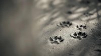 Dog paw prints in sand creating trail path on beach surface with shallow depth of field and soft natural lighting for pet care concepts.