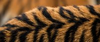 Macro close-up of tiger fur texture showing distinctive orange and black striped pattern, ideal for wildlife, nature, and animal design projects.